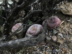 Crassula hemisphaerica