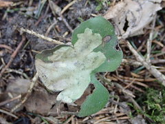 Phytomyza abdominalis