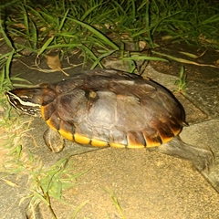 Malayemys macrocephala