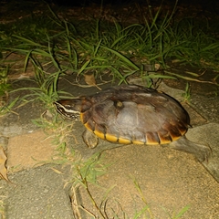 Malayemys macrocephala