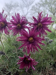 Pulsatilla
