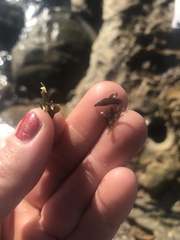 Mazzaella affinis
