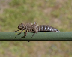 Rhionaeschna californica