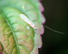 Cheilotrichia imbuta