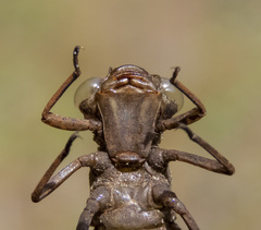 Rhionaeschna californica
