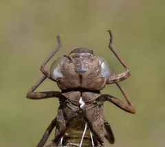 Rhionaeschna californica