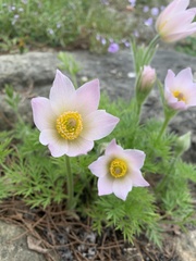 Pulsatilla