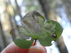 Phytomyza abdominalis