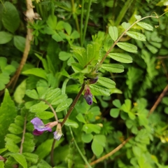 Vicia hybrida