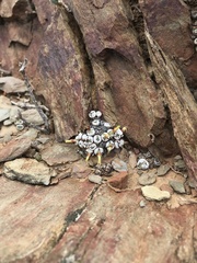 Conophytum truncatum