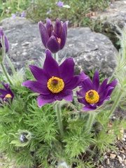 Pulsatilla