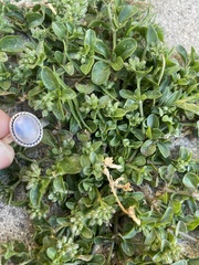 Polycarpon tetraphyllum tetraphyllum