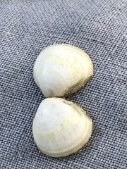 Laevicardium mortoni