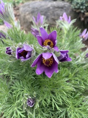 Pulsatilla