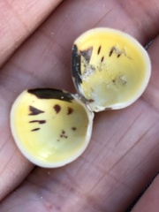 Laevicardium mortoni