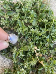 Polycarpon tetraphyllum tetraphyllum