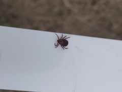 Dermacentor reticulatus