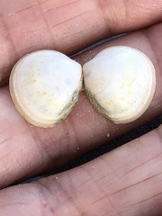 Laevicardium mortoni