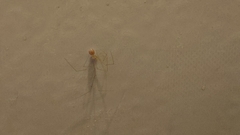 Micropholcus fauroti