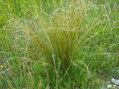Carex buchananii