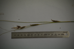 Carex buchananii