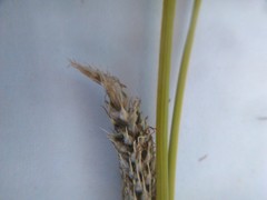 Carex buchananii