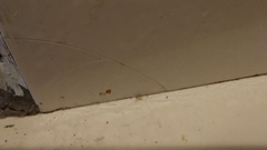 Micropholcus fauroti