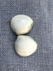 Laevicardium mortoni