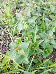 Lamium album