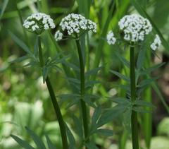Valeriana dioica