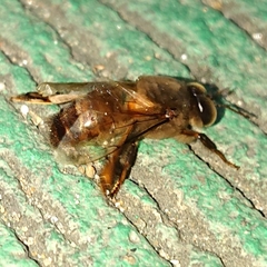 Apis cerana