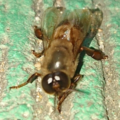 Apis cerana