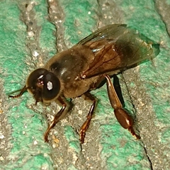 Apis cerana
