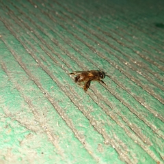 Apis cerana