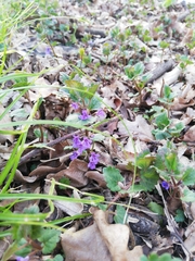 Glechoma hederacea