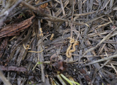 Geophilus proximus