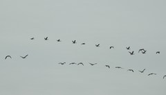 Branta hutchinsii