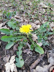 Taraxacum officinale