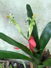Billbergia amoena