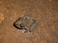 Alfred's Rainfrog photo 5