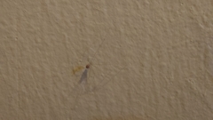 Micropholcus fauroti