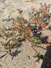 Polygonum paronychia