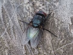 Protocalliphora