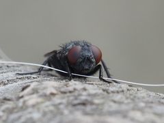 Protocalliphora