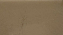 Micropholcus fauroti