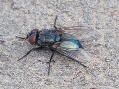 Protocalliphora