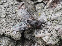 Triarthria setipennis