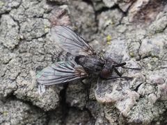 Triarthria setipennis