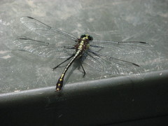 Dromogomphus