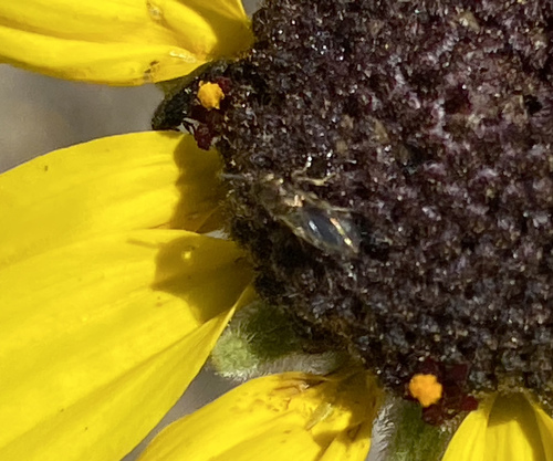 iNaturalist observation photo of Winged and Once-winged Insects